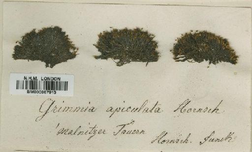 Grimmia fuscolutea Hook. - BM000867913