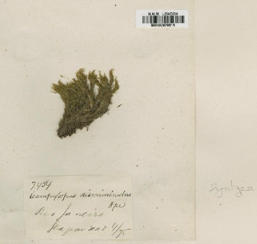 Campylopus arctocarpus (Hornsch.) Mitt. - BM000879514