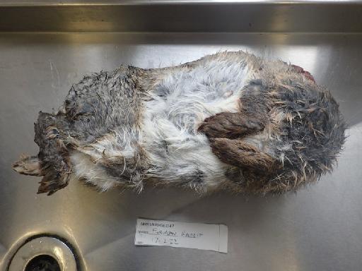 Oryctolagus cuniculus cuniculus Linnaeus, 1758 - 014561647_3