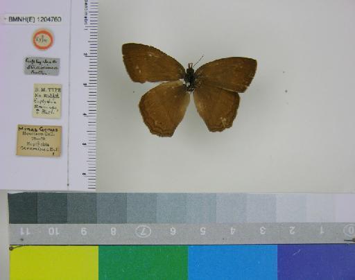 Euptychia straminea Butler, 1867 - BMNH(E)_ 1204760_Yphthimoides_(Euptychia)_straminea_Butler_T_male_ (1)