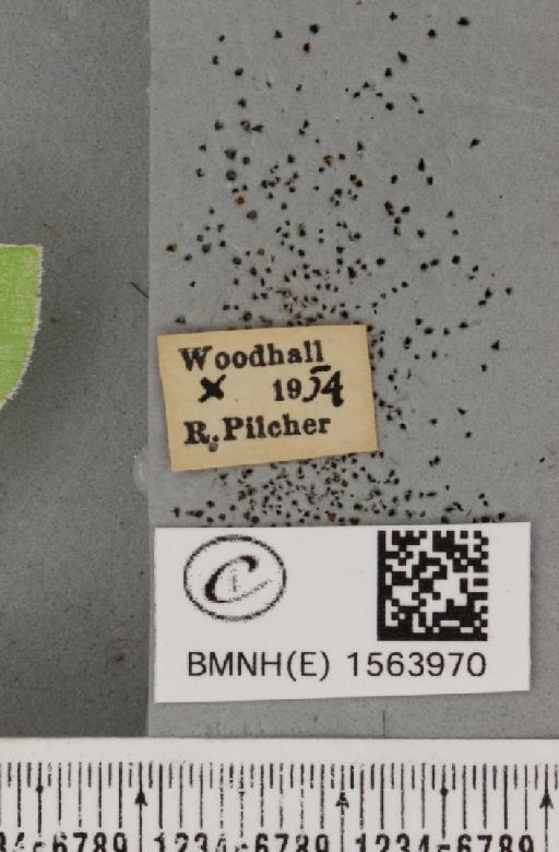 Bena bicolorana (Fuessly, 1775) - BMNHE_1563970_label_293134