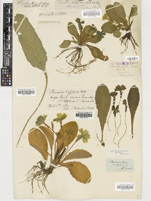 Primula vulgaris Huds. - BM001036760