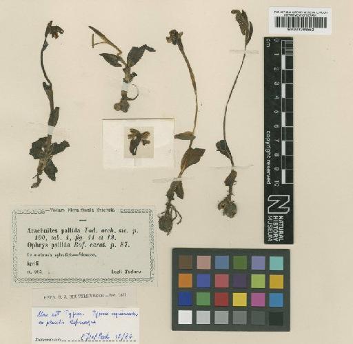 Ophrys pallida Raf. - BM001066552