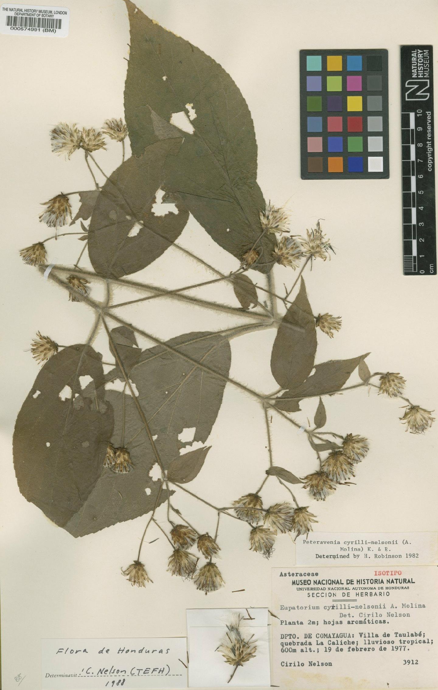 To NHMUK collection (Peteravenia cyrilli-nelsonii (A.Molina) R.M.King & H.Rob.; Isotype; NHMUK:ecatalogue:4980831)