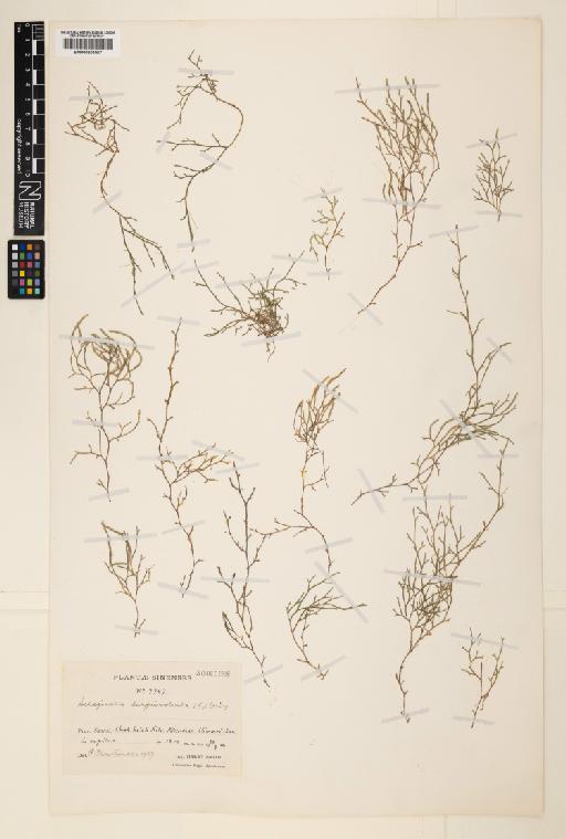 Selaginella sanguinolenta (L.) Spring - 000804067