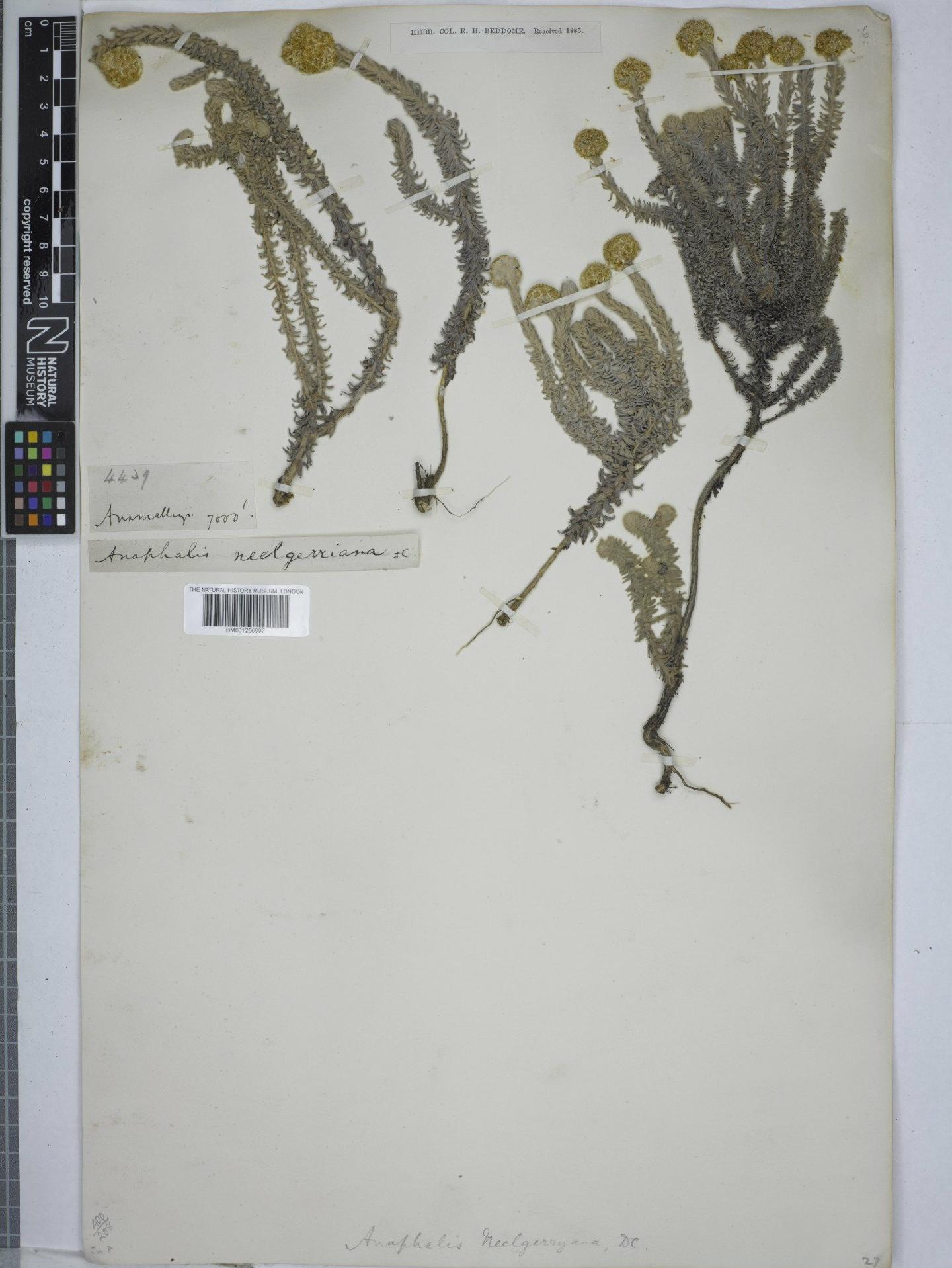 To NHMUK collection (Anaphalis neelgerryana (DC.) DC.; NHMUK:ecatalogue:9151701)