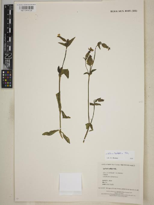 Silene latifolia Poir. - BM013414728