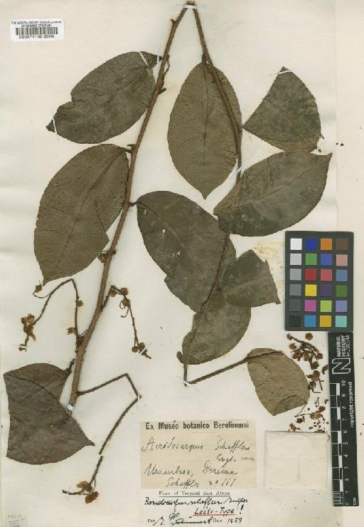 Acridocarpus scheffleri Engl. - BM000574152