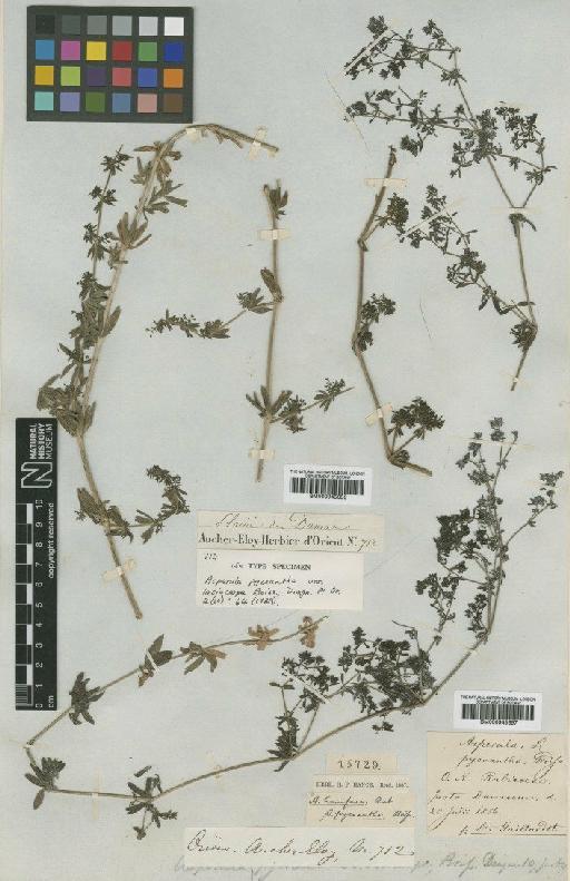 Galium humifusum M.Bieb. - BM000945657