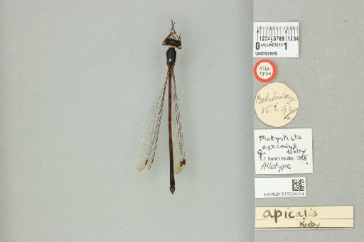 Neurothemis apicalis Kirby, 1889 - 013324294_dorsal