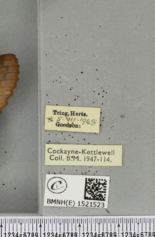 Gastropacha quercifolia (Linnaeus, 1758) - BMNHE_1521523_label_198395