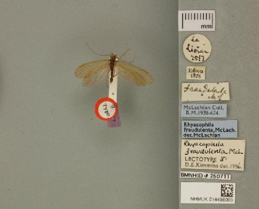 Rhyacophila fraudulenta McLachlan, 1879 - 014498065_175588_800000