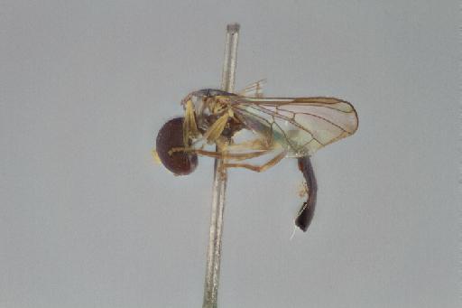 Leucopodella gowdeyi (Curran, 1926) - Leucopodella gowdeyi HT lateral