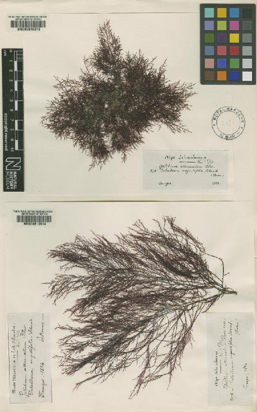 Gelidium attenuatum (Turner) Thur. - BM000610913