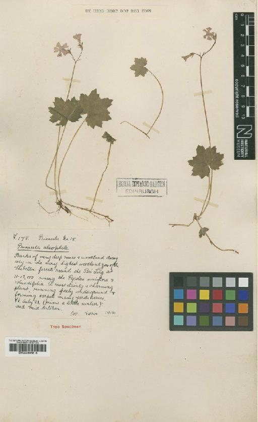 Primula alsophila Balf.f. & Farrer - BM000996816