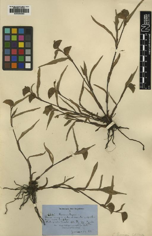 Commelina bracteosa subsp. rhizomifera Faden - BM000895865