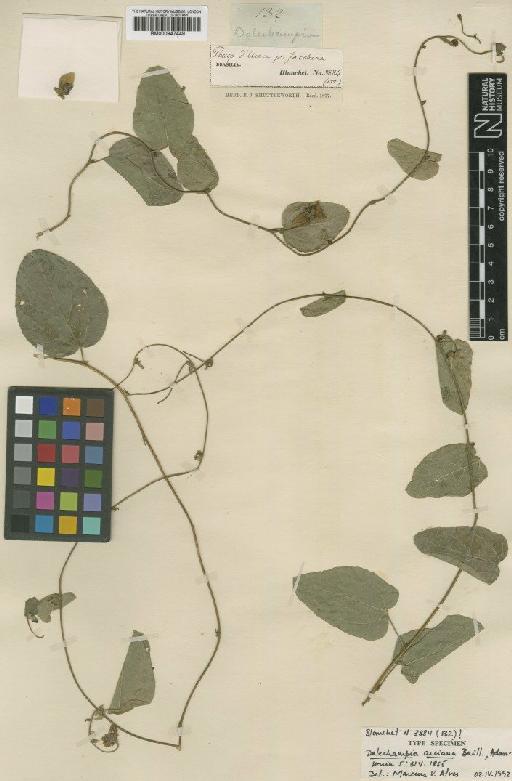 Dalechampia arciana Baill. - BM000947449