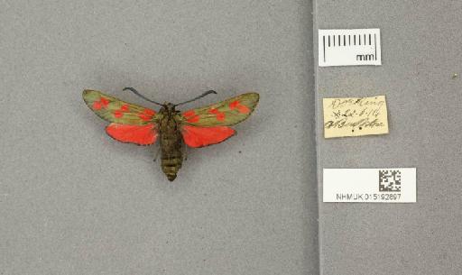 Zygaena (Zygaena) filipendulae stephensi Dupont, 1900 - 015192897_775459_1085133