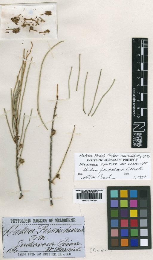 Hakea persiehana F.Muell. - BM000798260