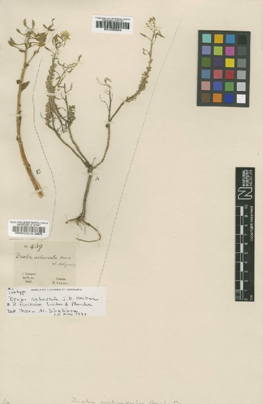 Draba arbuscula Hook.f. - BM000583576