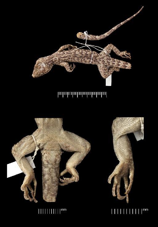 Cyrtodactylus khasiensis tamaiensis - Gymnodactylus khasiensis tamaiensis 1946.8.23.22, 1940-6-1-42-.tif