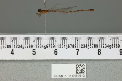 Agriocnemis maclachlani Selys, 1877 - 011251413_lateral