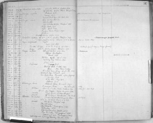 Aegeon brendoni - Zoology Accessions Register: Crustacea - Norman Collection: 1911: page 80