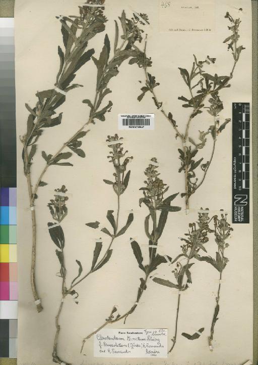 Clerodendron ternatum f. lanceolatum (Gürke) R.Fern. - BM000798647