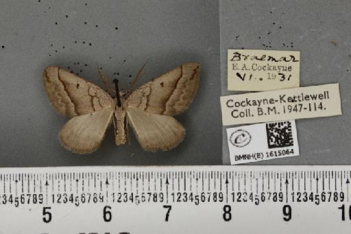 Scotopteryx mucronata scotica ab. juncta Lempke, 1949 - BMNHE_1615064_303683