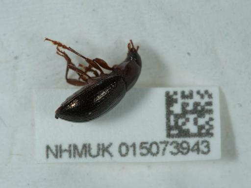 Nalassus laevioctostriatus (Goeze, 1777) - 015073943_2