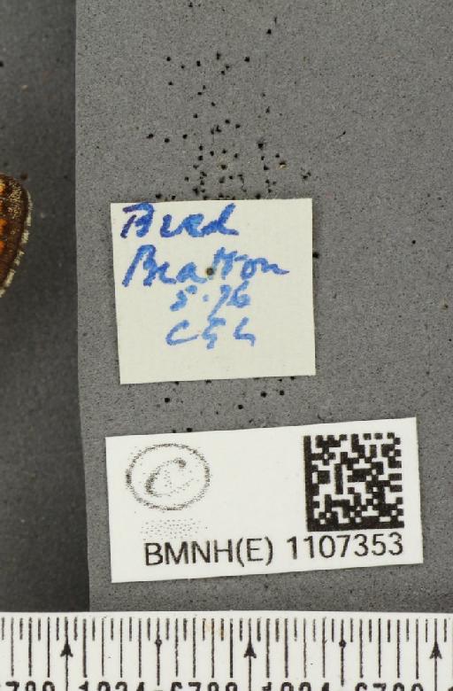 Euphydryas aurinia ab. virgata Tutt, 1896 - BMNHE_1107353_label_18586