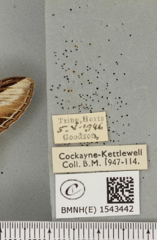 Pheosia tremula (Clerck, 1759) - BMNHE_1543442_label_245518