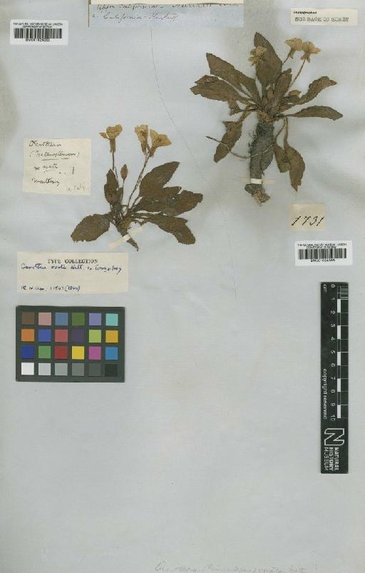 Oenothera ovata Nutt. - BM001024366