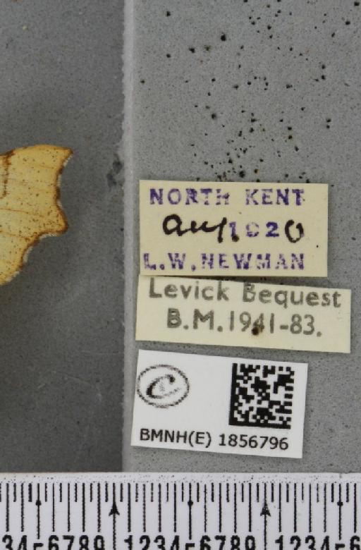 Ennomos quercinaria (Hufnagel, 1767) - BMNHE_1856796_label_433272