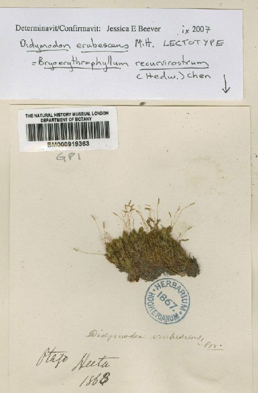 Bryoerythrophyllum recurvirostrum (Hedw.) Chen - BM000919363