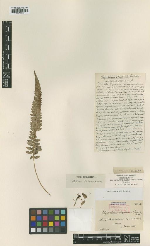 Polystichum otophorum (Franch.) Bedd. - BM001054273