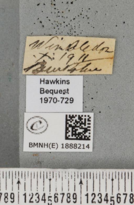 Apocheima hispidaria (Denis & Schiffermüller, 1775) - BMNHE_1888214_label_455594