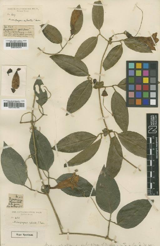 Anemopaegma sylvestre S.Moore - BM000992354