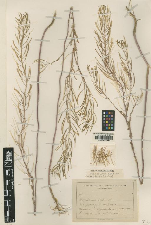 Descurainia sophia var. praecox - BM000613983