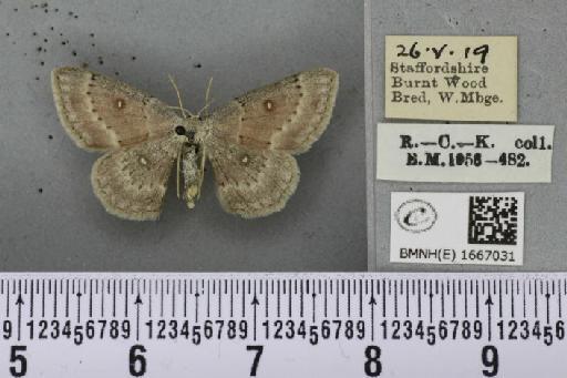 Cyclophora albipunctata ab. subroseata Woodforde, 1902 - BMNHE_1667031_274376