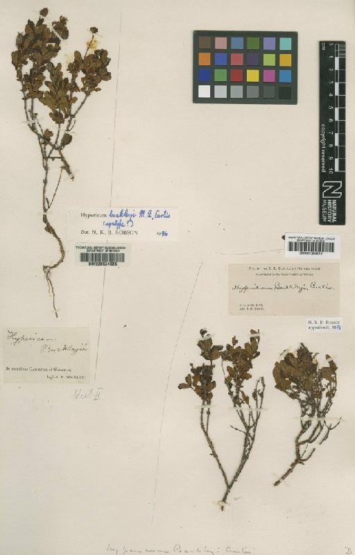 Hypericum buckleyi M.A.Curtis - BM000624685
