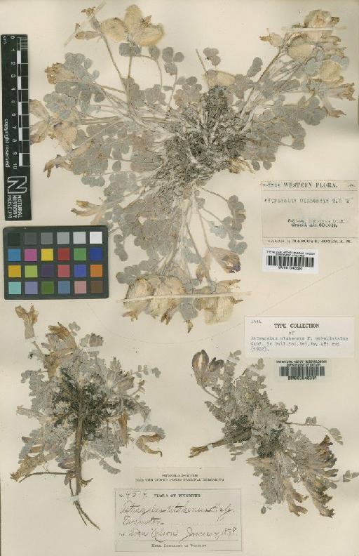 Astragalus utahensis Torr. & A.Gray - BM000645391
