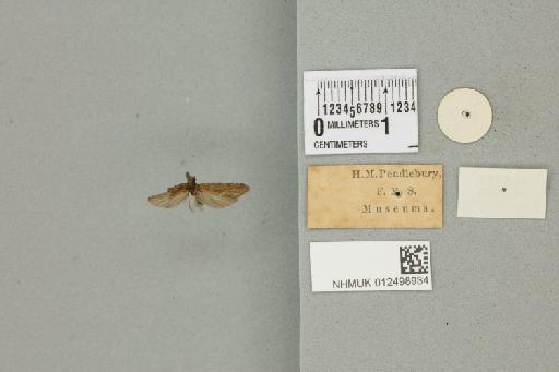 Polyplectropus analis Banks, 1931 - 012498934_reverse