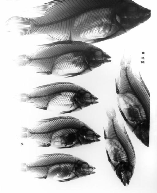 Tilapia girigan Lowe, 1955 - Radiographs photographed for Picture Library 2004 (2)