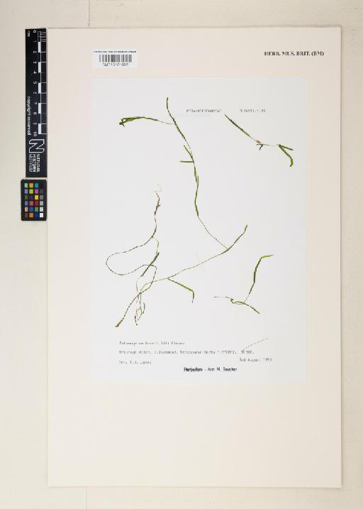 Potamogeton berchtoldii Fieber - 015161092
