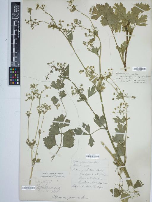 Apium graveolens L. - BM001154020