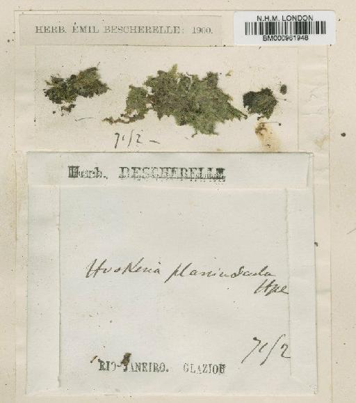 Hookeriopsis planiuscula (Hampe) A.Jaeger - BM000961948