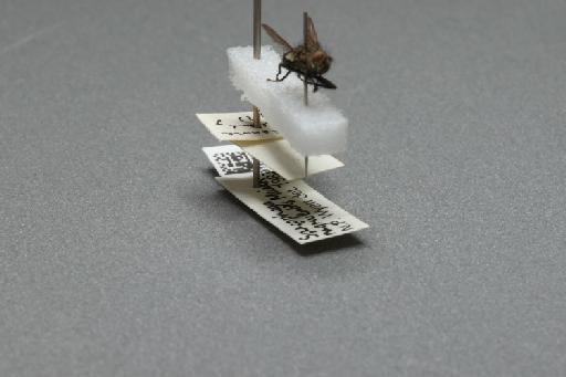 Sarcophaga (Myorhina) nigriventris Meigen, 1826 - 015091636_additional_4