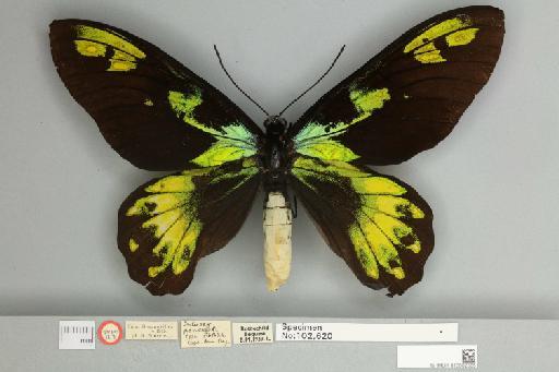 Ornithoptera victoriae regis f. ponceleti Rothschild, 1936 - 013602565__