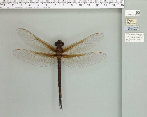 Tetracanthagyna degorsi Martin, 1895 - 011249618_803453_1257243_2